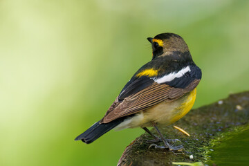 泉で水浴びをする可愛いキビタキ（ヒタキ科） 英名学名：Narcissus Flycatcher (Ficedula narcissina) (family comprising the flycatchers) 秦野駅近くにある弘法山公園は、浅間山、権現山、弘法山を含む神奈川県立の自然公園。 山頂には野鳥の観察施設「バードサンクチュアリ」がある 神奈川県秦野市- 2025年 