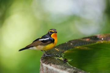 泉で水浴びをする可愛いキビタキ（ヒタキ科） 英名学名：Narcissus Flycatcher (Ficedula narcissina) (family comprising the flycatchers) 秦野駅近くにある弘法山公園は、浅間山、権現山、弘法山を含む神奈川県立の自然公園。 山頂には野鳥の観察施設「バードサンクチュアリ」がある 神奈川県秦野市- 2025年 
