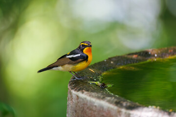 泉で水浴びをする可愛いキビタキ（ヒタキ科） 英名学名：Narcissus Flycatcher (Ficedula narcissina) (family comprising the flycatchers) 秦野駅近くにある弘法山公園は、浅間山、権現山、弘法山を含む神奈川県立の自然公園。 山頂には野鳥の観察施設「バードサンクチュアリ」がある 神奈川県秦野市- 2025年 