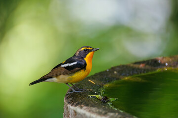 泉で水浴びをする可愛いキビタキ（ヒタキ科） 英名学名：Narcissus Flycatcher (Ficedula narcissina) (family comprising the flycatchers) 秦野駅近くにある弘法山公園は、浅間山、権現山、弘法山を含む神奈川県立の自然公園。 山頂には野鳥の観察施設「バードサンクチュアリ」がある 神奈川県秦野市- 2025年 