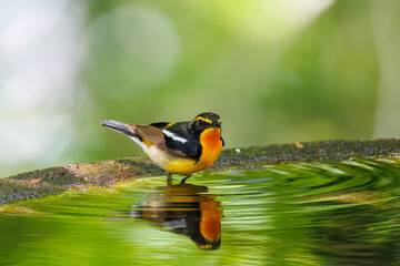 泉で水浴びをする可愛いキビタキ（ヒタキ科） 英名学名：Narcissus Flycatcher (Ficedula narcissina) (family comprising the flycatchers) 秦野駅近くにある弘法山公園は、浅間山、権現山、弘法山を含む神奈川県立の自然公園。 山頂には野鳥の観察施設「バードサンクチュアリ」がある 神奈川県秦野市- 2025年 