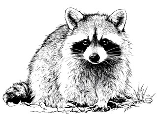 Obraz premium A detailed black and white illustration of a cute raccoon sitting on the ground looking directly at the viewer with a serious expression.