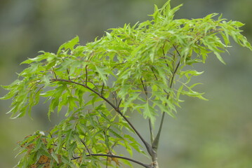 green leaves of a tree