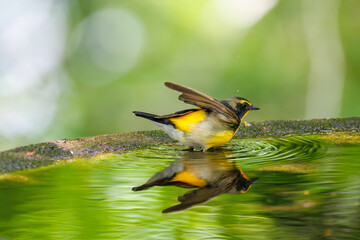 泉で水浴びをする可愛いキビタキ（ヒタキ科） 英名学名：Narcissus Flycatcher (Ficedula narcissina) (family comprising the flycatchers) 秦野駅近くにある弘法山公園は、浅間山、権現山、弘法山を含む神奈川県立の自然公園。 山頂には野鳥の観察施設「バードサンクチュアリ」がある 神奈川県秦野市- 2025年 