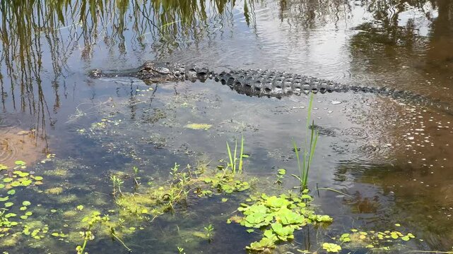 Closeup of an American alligator swimming to the left in the  crystal clear water at the Orlando wetlands in Florida. 