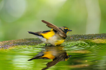 泉で水浴びをする可愛いキビタキ（ヒタキ科） 英名学名：Narcissus Flycatcher (Ficedula narcissina) (family comprising the flycatchers) 秦野駅近くにある弘法山公園は、浅間山、権現山、弘法山を含む神奈川県立の自然公園。 山頂には野鳥の観察施設「バードサンクチュアリ」がある 神奈川県秦野市- 2025年 