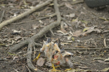squirrel on the ground