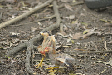 lizard on the ground