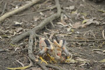 lizard on the ground