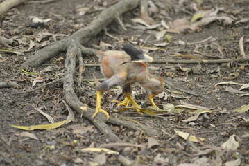 squirrel on the ground