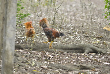 rooster in the grass
