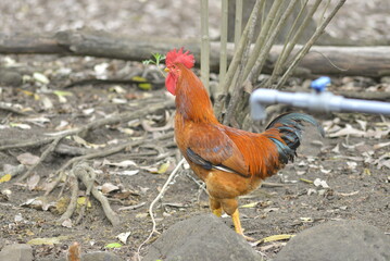 rooster on the fence