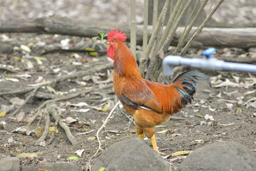 rooster on the fence