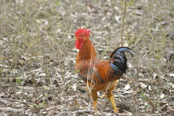 rooster in the farm