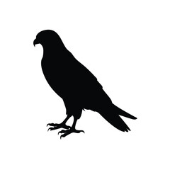 Fototapeta premium Falcon Perched Sharp Vector Silhouette