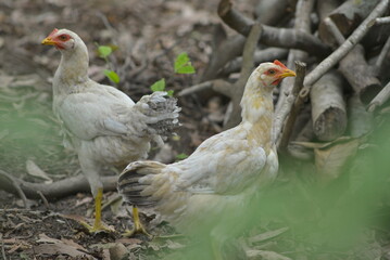 two chickens in the farm
