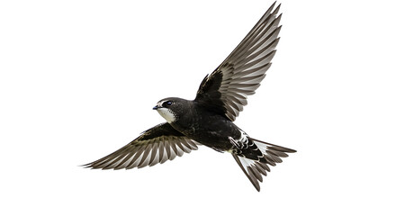 Obraz premium A Striking Black and White Swift in Flight
