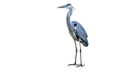 Fototapeta premium Elegant Grey Heron Standing Tall with Detailed Plumage and Sharp Beak