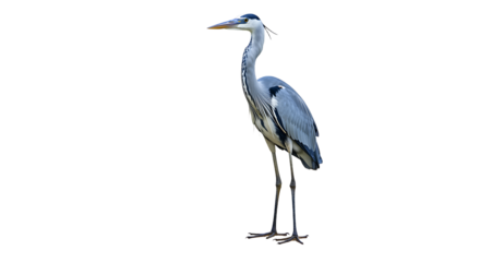 Elegant Grey Heron Standing Tall with Detailed Plumage and Sharp Beak