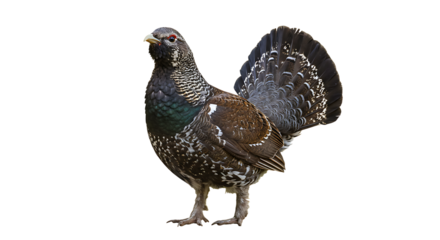 Majestic Spruce Grouse Displaying Intricate Feather Pattern and Red Eye