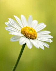 Obraz premium White Daisy Flower with Yellow Center on Soft Green Background - Ultra-Detailed, Bright, and Clean Floral Visual for Wellness, Eco Lifestyle, or Natural Product Branding