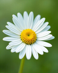 Fototapeta premium White Daisy Flower with Yellow Center on Soft Green Background - Ultra-Detailed, Bright, and Clean Floral Visual for Wellness, Eco Lifestyle, or Natural Product Branding