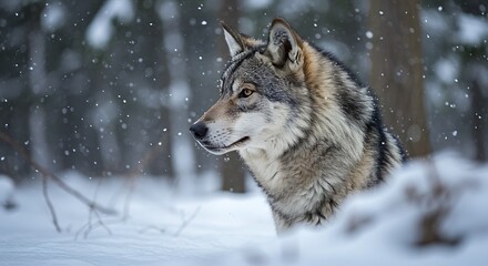 Obraz premium Winter Wolf: A Silent Watch