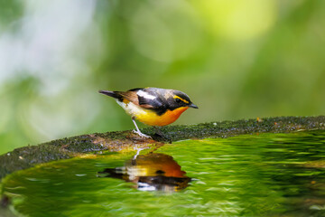 泉で水浴びをする可愛いキビタキ（ヒタキ科） 英名学名：Narcissus Flycatcher (Ficedula narcissina) (family comprising the flycatchers) 秦野駅近くにある弘法山公園は、浅間山、権現山、弘法山を含む神奈川県立の自然公園。 山頂には野鳥の観察施設「バードサンクチュアリ」がある 神奈川県秦野市- 2025年 
