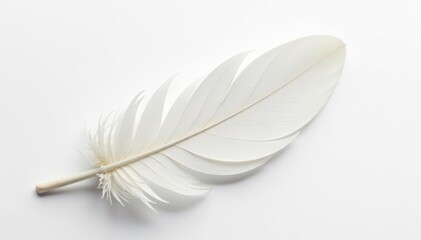 Crisp white feathers on stark white background , design, image, nature