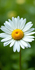 Naklejka premium White Daisy Flower with Yellow Center on Soft Green Background - Ultra-Detailed, Bright, and Clean Floral Visual for Wellness, Eco Lifestyle, or Natural Product Branding