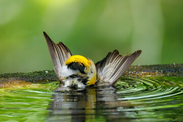 泉で水浴びをする可愛いキビタキ（ヒタキ科） 英名学名：Narcissus Flycatcher (Ficedula narcissina) (family comprising the flycatchers) 秦野駅近くにある弘法山公園は、浅間山、権現山、弘法山を含む神奈川県立の自然公園。 山頂には野鳥の観察施設「バードサンクチュアリ」がある 神奈川県秦野市- 2025年 