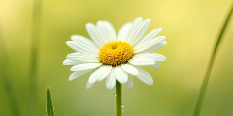 Naklejka premium White Daisy Flower with Yellow Center on Soft Green Background - Ultra-Detailed, Bright, and Clean Floral Visual for Wellness, Eco Lifestyle, or Natural Product Branding
