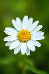 White Daisy Flower with Yellow Center on Soft Green Background - Ultra-Detailed, Bright, and Clean Floral Visual for Wellness, Eco Lifestyle, or Natural Product Branding