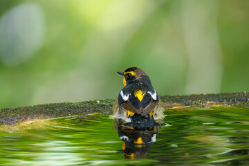 泉で水浴びをする可愛いキビタキ（ヒタキ科） 英名学名：Narcissus Flycatcher (Ficedula narcissina) (family comprising the flycatchers) 秦野駅近くにある弘法山公園は、浅間山、権現山、弘法山を含む神奈川県立の自然公園。 山頂には野鳥の観察施設「バードサンクチュアリ」がある 神奈川県秦野市- 2025年 
