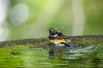 泉で水浴びをする可愛いキビタキ（ヒタキ科）
英名学名：Narcissus Flycatcher (Ficedula narcissina) (family comprising the flycatchers)
秦野駅近くにある弘法山公園は、浅間山、権現山、弘法山を含む神奈川県立の自然公園。
山頂には野鳥の観察施設「バードサンクチュアリ」がある
神奈川県秦野市- 2025年
