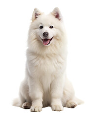 adorable white samoyed dog sitting on isolated on white background, PNG