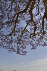 tree branches against blue sky
