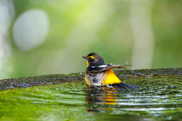 泉で水浴びをする可愛いキビタキ（ヒタキ科）
英名学名：Narcissus Flycatcher (Ficedula narcissina) (family comprising the flycatchers)
秦野駅近くにある弘法山公園は、浅間山、権現山、弘法山を含む神奈川県立の自然公園。
山頂には野鳥の観察施設「バードサンクチュアリ」がある
神奈川県秦野市- 2025年
