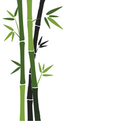 Fototapeta premium Bamboo stalks and leaves in shades of green and black on a white background