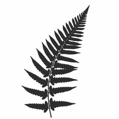 Obraz premium A minimalist fern frond silhouette in dark grey against a plain white background