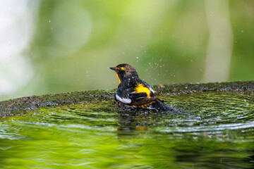 泉で水浴びをする可愛いキビタキ（ヒタキ科）
英名学名：Narcissus Flycatcher (Ficedula narcissina) (family comprising the flycatchers)
秦野駅近くにある弘法山公園は、浅間山、権現山、弘法山を含む神奈川県立の自然公園。
山頂には野鳥の観察施設「バードサンクチュアリ」がある
神奈川県秦野市- 2025年
