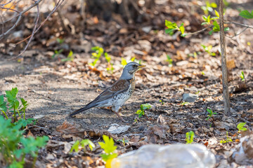 Wood bird Fieldfare, Turdus pilaris, on a sprng lawn.