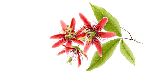 Bright red Passiflora flowers on white solid white. Watercolour pencil botanical illustration, space for text.
