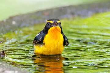 泉で水浴びをする可愛いキビタキ（ヒタキ科）
英名学名：Narcissus Flycatcher (Ficedula narcissina) (family comprising the flycatchers)
秦野駅近くにある弘法山公園は、浅間山、権現山、弘法山を含む神奈川県立の自然公園。
山頂には野鳥の観察施設「バードサンクチュアリ」がある
神奈川県秦野市- 2025年
