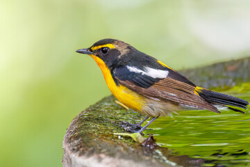 泉で水浴びをする可愛いキビタキ（ヒタキ科）
英名学名：Narcissus Flycatcher (Ficedula narcissina) (family comprising the flycatchers)
秦野駅近くにある弘法山公園は、浅間山、権現山、弘法山を含む神奈川県立の自然公園。
山頂には野鳥の観察施設「バードサンクチュアリ」がある
神奈川県秦野市- 2025年
