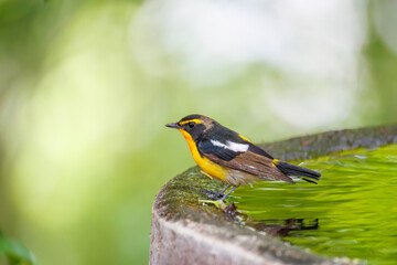 泉で水浴びをする可愛いキビタキ（ヒタキ科）
英名学名：Narcissus Flycatcher (Ficedula narcissina) (family comprising the flycatchers)
秦野駅近くにある弘法山公園は、浅間山、権現山、弘法山を含む神奈川県立の自然公園。
山頂には野鳥の観察施設「バードサンクチュアリ」がある
神奈川県秦野市- 2025年

