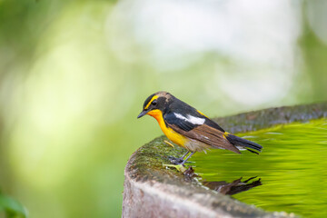 泉で水浴びをする可愛いキビタキ（ヒタキ科）
英名学名：Narcissus Flycatcher (Ficedula narcissina) (family comprising the flycatchers)
秦野駅近くにある弘法山公園は、浅間山、権現山、弘法山を含む神奈川県立の自然公園。
山頂には野鳥の観察施設「バードサンクチュアリ」がある
神奈川県秦野市- 2025年
