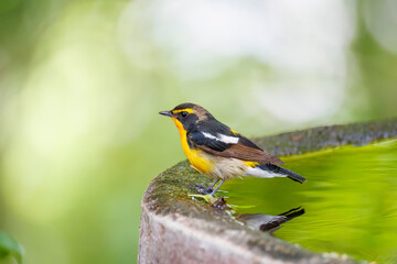 Fototapeta premium 泉で水浴びをする可愛いキビタキ（ヒタキ科） 英名学名：Narcissus Flycatcher (Ficedula narcissina) (family comprising the flycatchers) 秦野駅近くにある弘法山公園は、浅間山、権現山、弘法山を含む神奈川県立の自然公園。 山頂には野鳥の観察施設「バードサンクチュアリ」がある 神奈川県秦野市- 2025年 