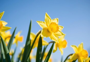 Close-up of vibrant yellow daffodils against a clear blue sky Springtime blooms, selective focus, selective focus, copy space