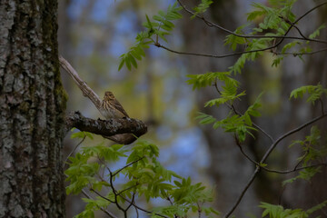 Tree Pipit on branch of tree - Anthus trivialis
